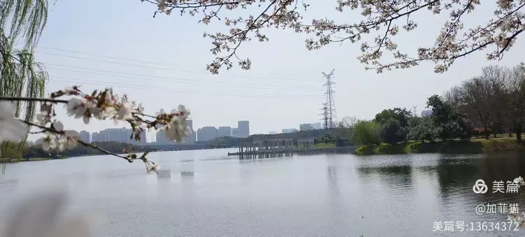 张毕湖公园赏花